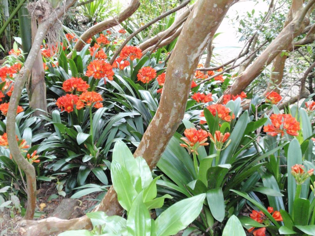 Wharepuke Subtropical Accommodation Kerikeri Exterior foto