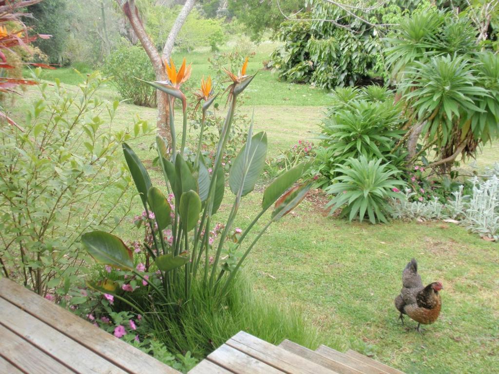 Wharepuke Subtropical Accommodation Kerikeri Zimmer foto